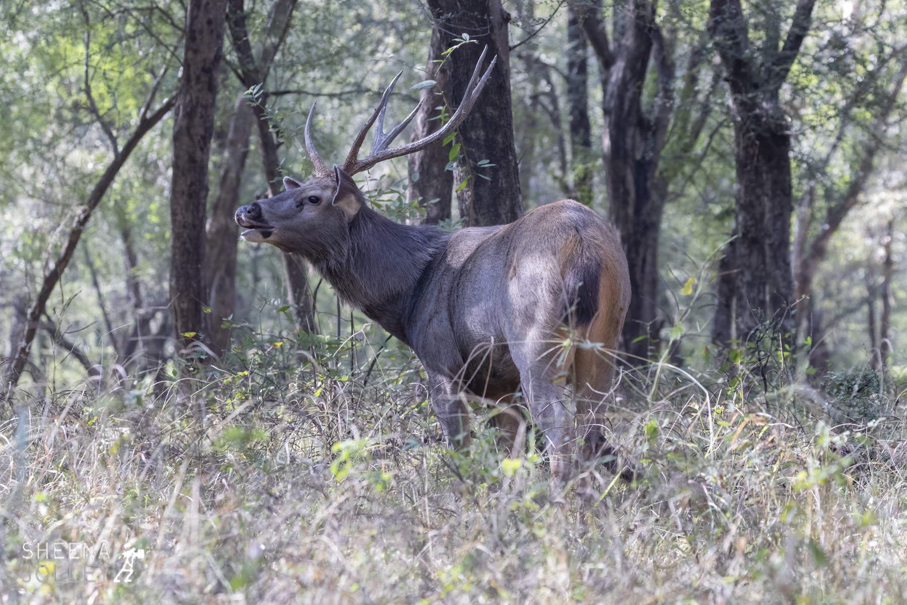 Proud and alert Sambar deer.jpg - India